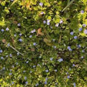 ヒメ日記 2026/03/08 11:31 投稿 ゆりこ TSUBAKI（水戸）