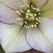 ヒメ日記 2026/03/13 12:42 投稿 ゆりこ TSUBAKI（水戸）