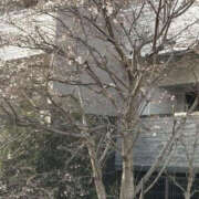 ヒメ日記 2026/03/27 15:26 投稿 ゆりこ TSUBAKI（水戸）