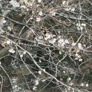 ヒメ日記 2026/03/31 18:36 投稿 ゆりこ TSUBAKI（水戸）