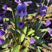 ゆりこ すみれ TSUBAKI（水戸）