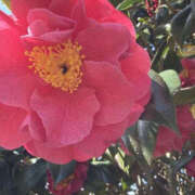 ゆりこ おはようございます！お店に出ます TSUBAKI（水戸）