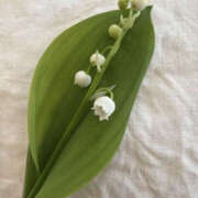 ヒメ日記 2026/04/17 10:49 投稿 ゆりこ TSUBAKI（水戸）