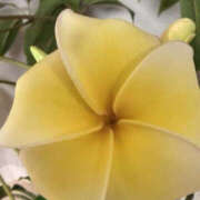 ヒメ日記 2026/04/19 01:22 投稿 ゆりこ TSUBAKI（水戸）