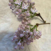 ヒメ日記 2026/04/21 09:38 投稿 ゆりこ TSUBAKI（水戸）