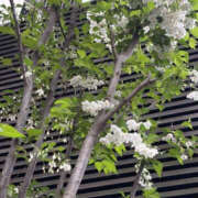 ヒメ日記 2026/05/03 10:37 投稿 ゆりこ TSUBAKI（水戸）