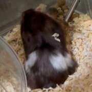 ヒメ日記 2025/10/12 22:53 投稿 さくや スーパークリスタル