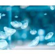 すぎもと 退勤 石川小松ちゃんこ