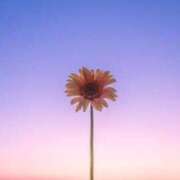 すぎもと 出勤 石川小松ちゃんこ