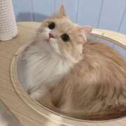 ヒメ日記 2024/12/17 01:00 投稿 りんか ホワイトハウス