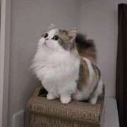 ヒメ日記 2024/12/18 01:00 投稿 りんか ホワイトハウス