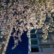 ヒメ日記 2025/04/03 18:08 投稿 カレン OPELA（オペラ）