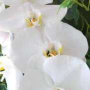 ヒメ日記 2025/01/14 16:45 投稿 かのん 熟女の風俗最終章 相模原店