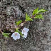 ヒメ日記 2025/04/09 10:41 投稿 かのん 熟女の風俗最終章 相模原店