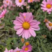 ヒメ日記 2025/04/27 11:32 投稿 かのん 熟女の風俗最終章 相模原店