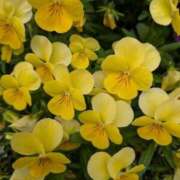 ヒメ日記 2025/05/01 09:30 投稿 かのん 熟女の風俗最終章 相模原店