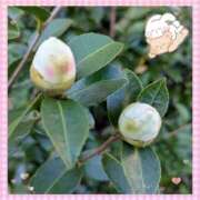 ヒメ日記 2025/11/26 20:24 投稿 かのん 熟女の風俗最終章 相模原店