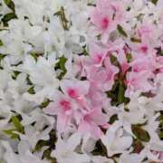 ヒメ日記 2026/04/24 09:20 投稿 かのん 熟女の風俗最終章 相模原店