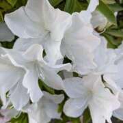 ヒメ日記 2025/04/18 08:44 投稿 かのん 熟女の風俗最終章 町田店