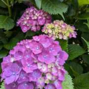 ヒメ日記 2025/06/03 08:26 投稿 かのん 熟女の風俗最終章 町田店