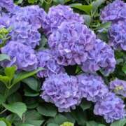 ヒメ日記 2025/06/08 14:31 投稿 かのん 熟女の風俗最終章 町田店