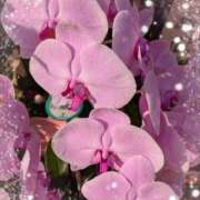 ヒメ日記 2025/09/29 10:50 投稿 かのん 熟女の風俗最終章 町田店