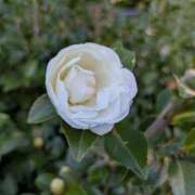 ヒメ日記 2025/11/28 08:25 投稿 かのん 熟女の風俗最終章 町田店