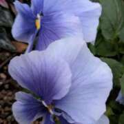 ヒメ日記 2026/01/18 10:40 投稿 かのん 熟女の風俗最終章 町田店