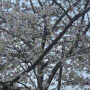 ヒメ日記 2025/03/27 18:18 投稿 朝比(あさひ) 相模原人妻城