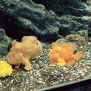 ヒメ日記 2025/12/04 20:33 投稿 朝比(あさひ) 相模原人妻城