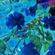 ヒメ日記 2025/05/30 18:12 投稿 めろち レモンカフェ