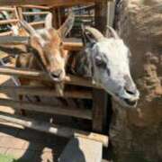 ヒメ日記 2025/05/11 09:40 投稿 みちる 電車ごっこ