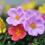 ヒメ日記 2025/08/13 22:50 投稿 みちる 電車ごっこ