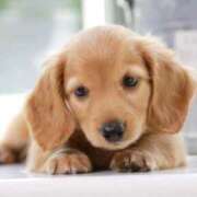 ヒメ日記 2025/08/27 23:20 投稿 みちる 電車ごっこ