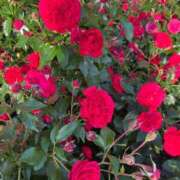 ヒメ日記 2025/06/07 02:03 投稿 らら クラスメイト