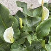 ヒメ日記 2025/05/02 08:44 投稿 松山おとは おもてなし妻