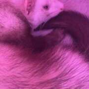 ヒメ日記 2025/04/17 17:37 投稿 さくら 黒い金魚（札幌）