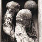 ヒメ日記 2025/03/05 23:15 投稿 ♦舌凛抜刀斎♦(ゼツリン) 翡翠の夢