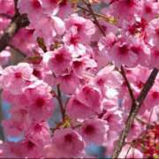 ヒメ日記 2025/03/01 13:03 投稿 こい[山口] 奥様鉄道69 FC山口店(周南)