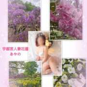 ヒメ日記 2026/04/17 08:49 投稿 あやの モアグループ宇都宮人妻花壇