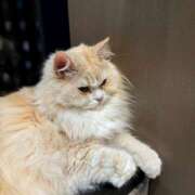 ヒメ日記 2025/01/25 20:45 投稿 めい Vivienne池袋西口店