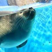 ヒメ日記 2024/12/23 22:51 投稿 かぐや 秋葉原コスプレ学園(AKG)