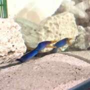 ヒメ日記 2025/01/08 14:21 投稿 かぐや 秋葉原コスプレ学園(AKG)