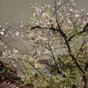 ヒメ日記 2025/04/19 13:31 投稿 かぐや 秋葉原コスプレ学園(AKG)