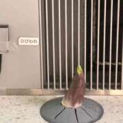 ヒメ日記 2025/10/08 15:51 投稿 かぐや 秋葉原コスプレ学園(AKG)