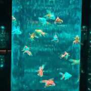 ヒメ日記 2025/10/08 17:21 投稿 かぐや 秋葉原コスプレ学園(AKG)