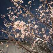 ヒメ日記 2025/11/19 13:51 投稿 かぐや 秋葉原コスプレ学園(AKG)