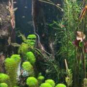 ヒメ日記 2026/01/17 14:51 投稿 かぐや 秋葉原コスプレ学園(AKG)