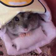 ヒメ日記 2024/12/17 02:41 投稿 体験なな ミセスコレクション