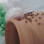 ヒメ日記 2024/12/19 17:53 投稿 体験なな ミセスコレクション